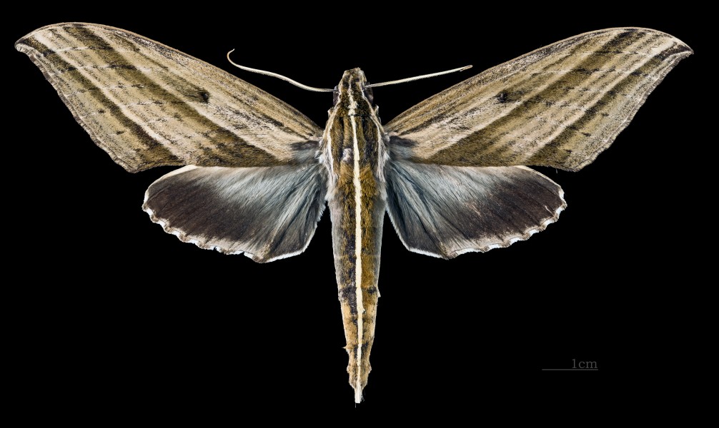 Elibia dolichus MHNT CUT 2010 0 62 Kanchanaburi Thailand male dorsal