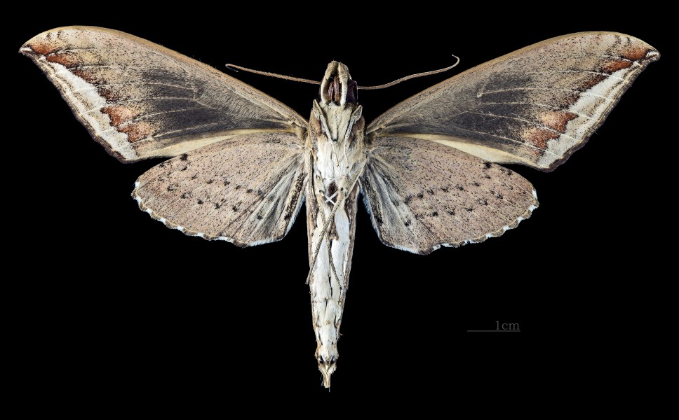Elibia dolichus MHNT CUT 2010 0 62 Kanchanaburi Thailand male ventral
