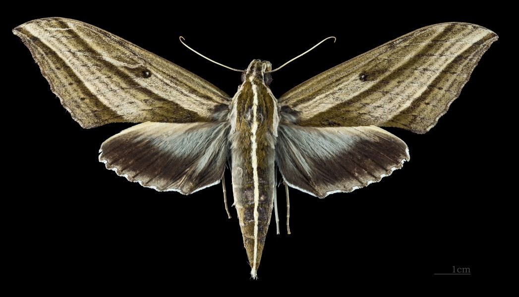 Elibia dolichus MHNT CUT 2010 0 62 Laos female dorsal