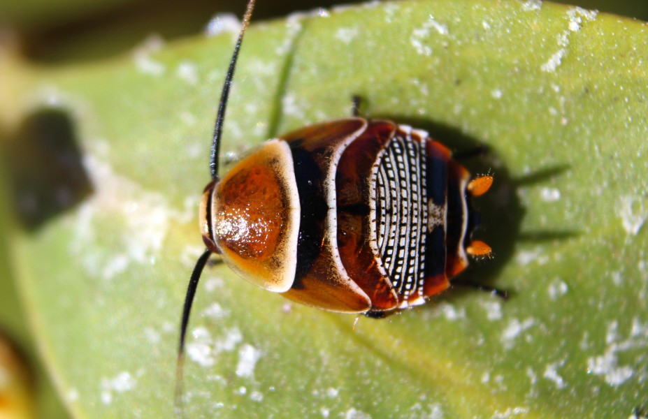Ellipsidion australe (14332865437)