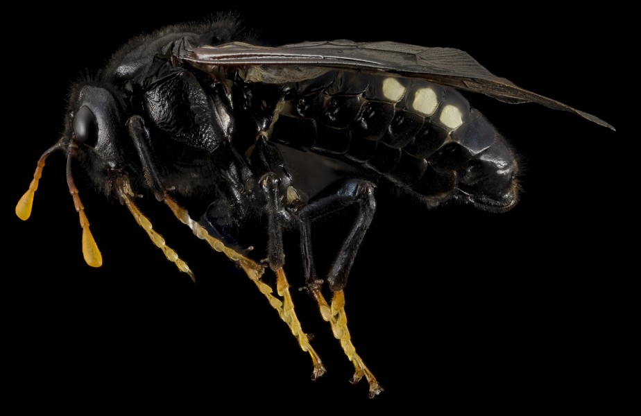ElmSawfly? 2014-07-01-14.30.04 ZS PMax (14396312498)