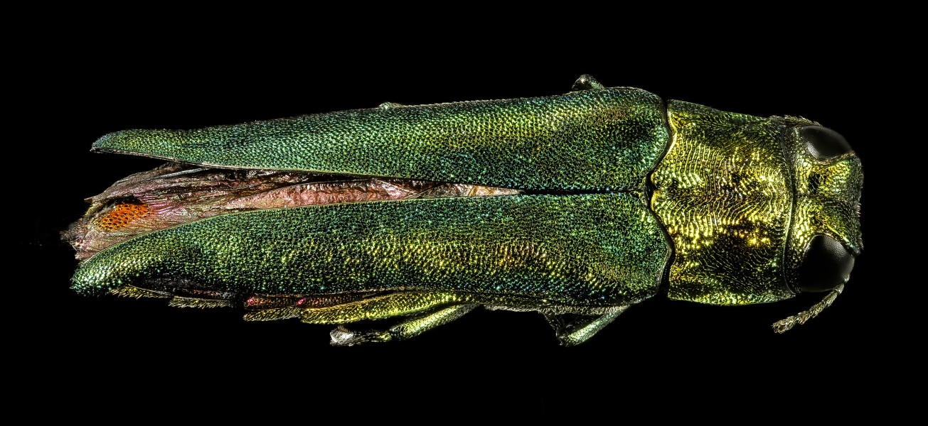 Emerald ash borer, back2, md 2016-03-03-17.07