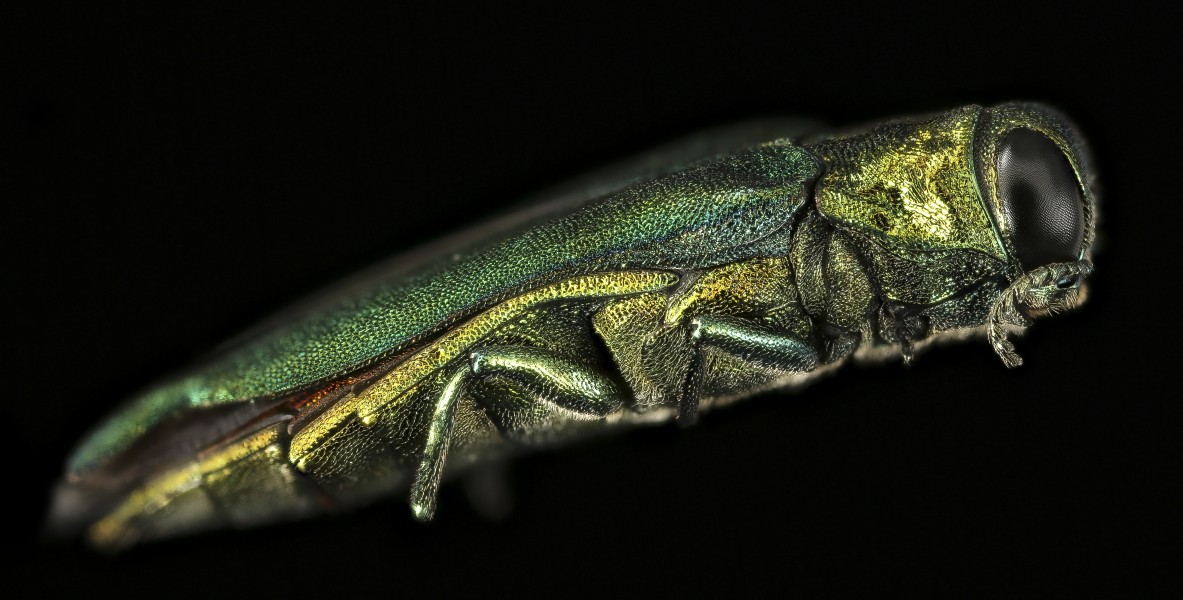 Emerald ash borer, side, md 2016-03-03-17.18