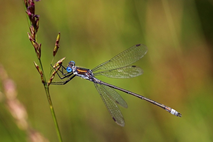 Emerald damselfly (Lestes sponsa) male 3
