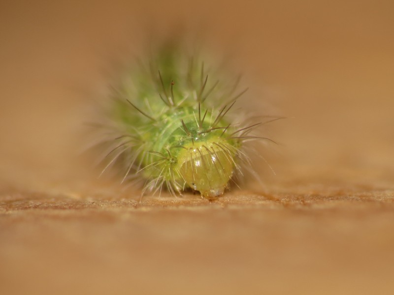 Emmelina monodactyla larva2