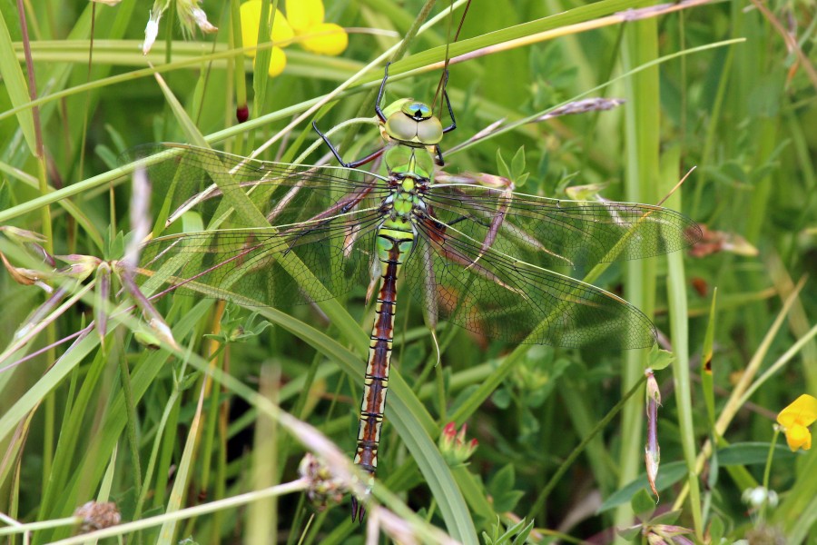 Emperor dragonfly (Anax imperator) female