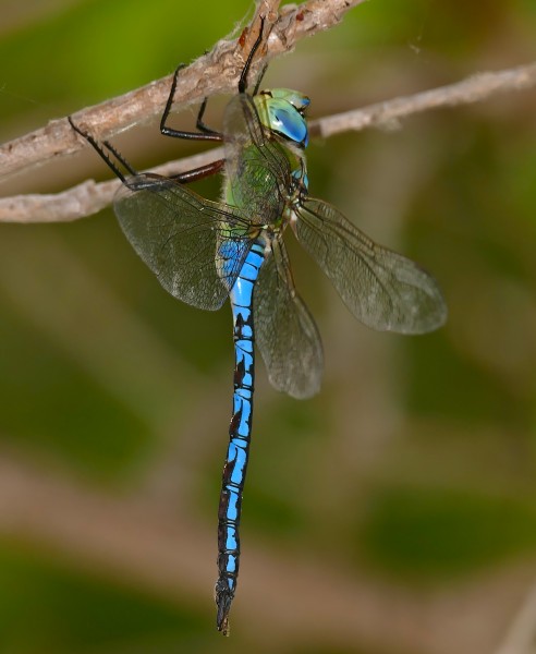Emperor Dragonfly (Anax imperator) male resting ... (34855626373)