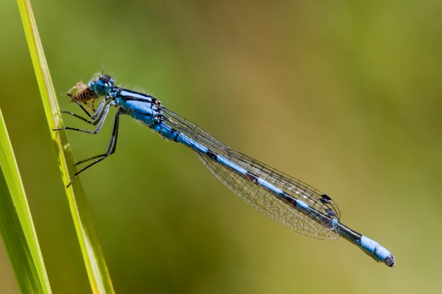 Enallagma cyathigerum 6(loz)