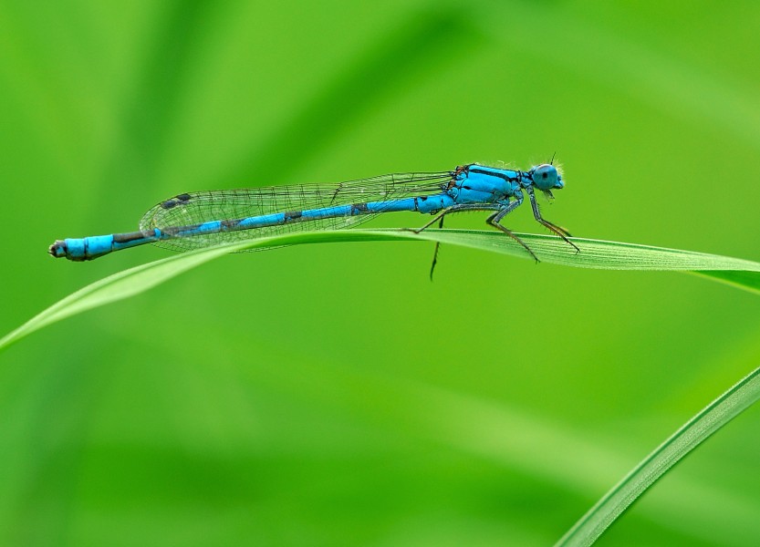 Enallagma cyathigerum Luc Viatour