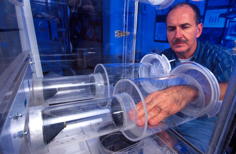 Entomologist Donald Barnard demonstrates the attraction of female yellow fever mosquitoes to his hand in an olfactometer