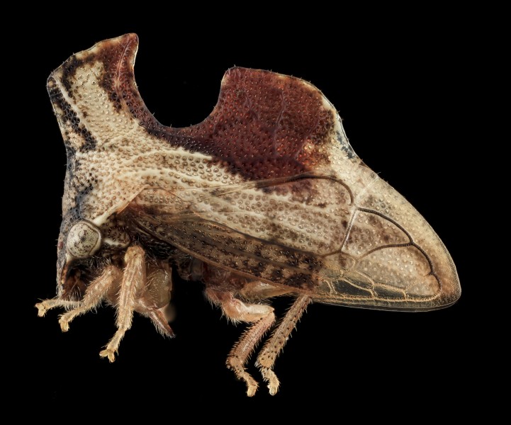 Entylia carinata, side, upper marlboro, md 2013-10-18-12.49.04 ZS PMax