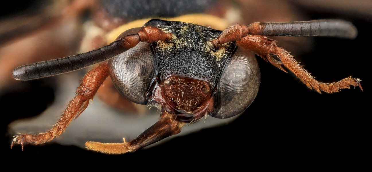Epeolus bifasciatus, F, Face, SD, Pennington County 2013-07-15-16.41.10 ZS PMax (9394523394)