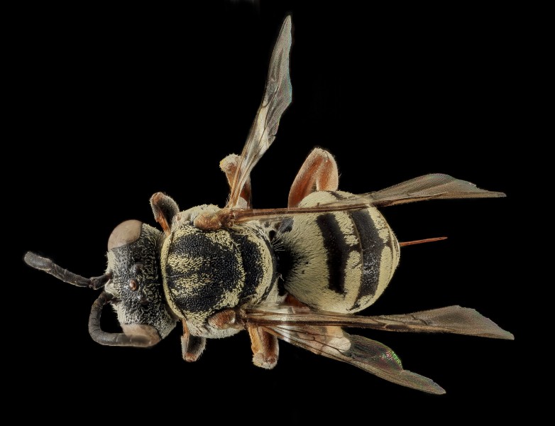 Epeolus minimus, F, Back, Co., SD 2013-11-20-16.25.07 ZS PMax (10987599464)