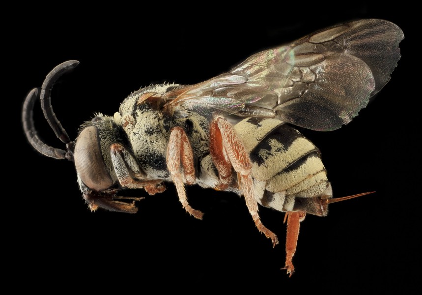 Epeolus minimus, F, LSide, Co., SD 2013-11-20-16.40.48 ZS PMax