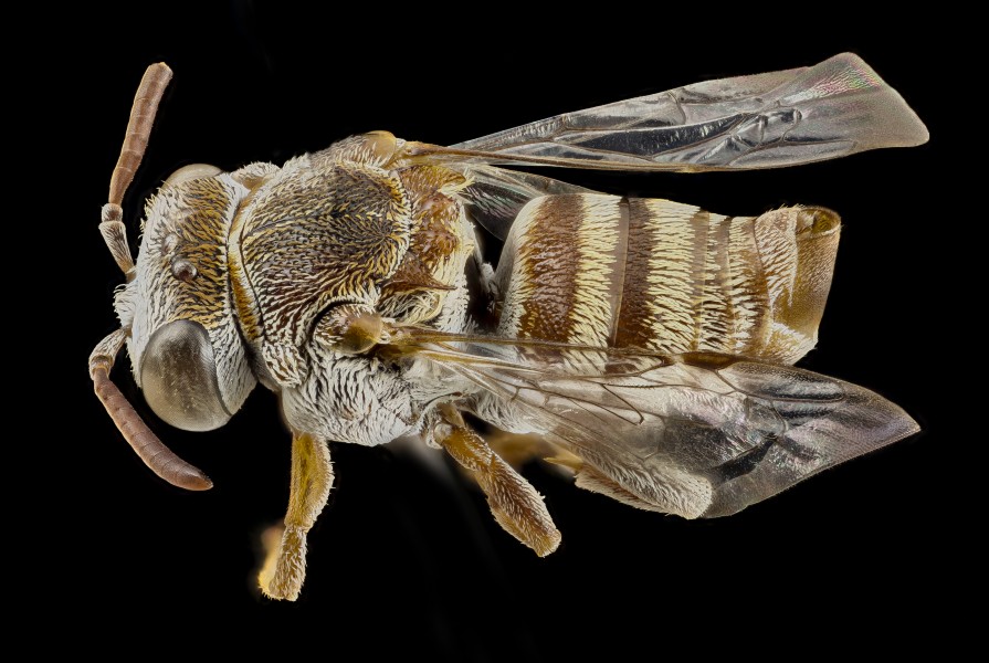 Epeolus species, 15282h3, f, kenya 2014-08-06-06.22.21 ZS PMax (14781121689)