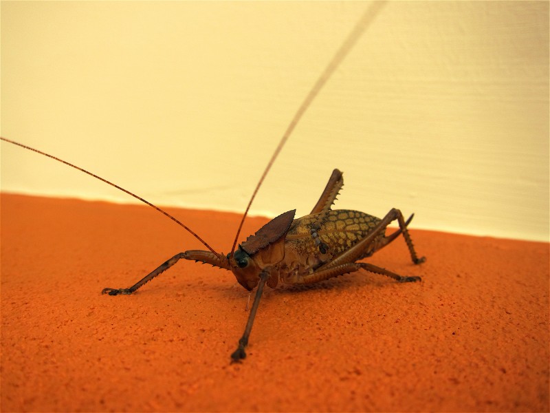 Ephippiger (5320303717)