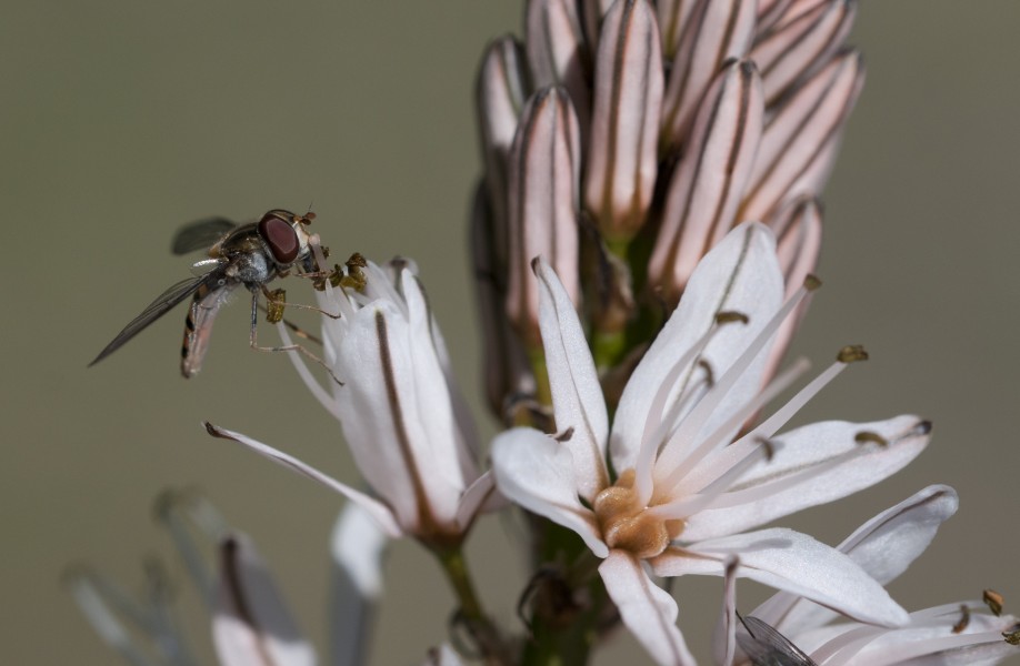 Episyrphus balteatus - Marmalade Hoverfly 03