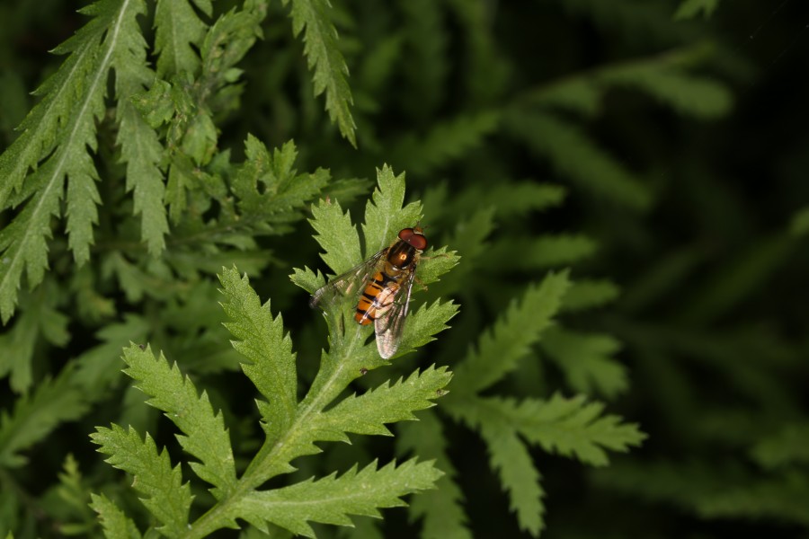 Episyrphus balteatus (36709006561)