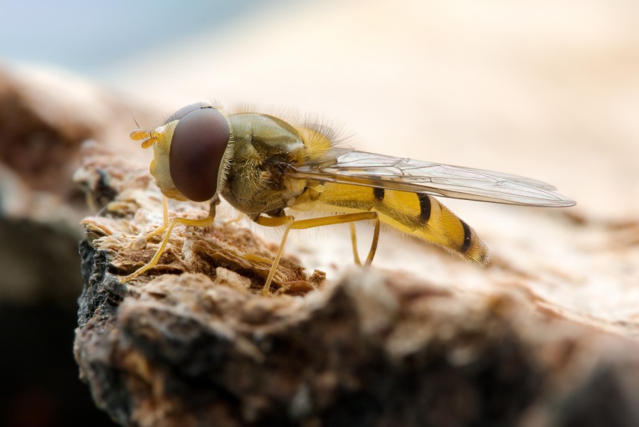 Episyrphus balteatus side