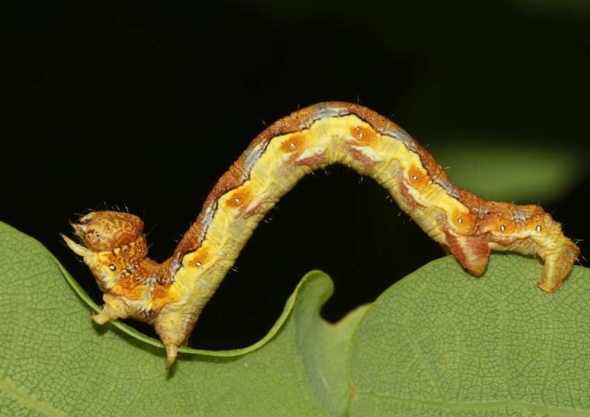 Erannis-defoliaria-Raupe-Frostspanner