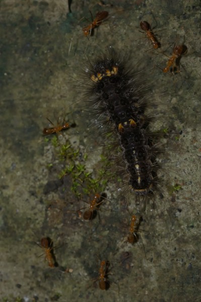 Erebidae larva-Kadavoor-2015-08-21-001