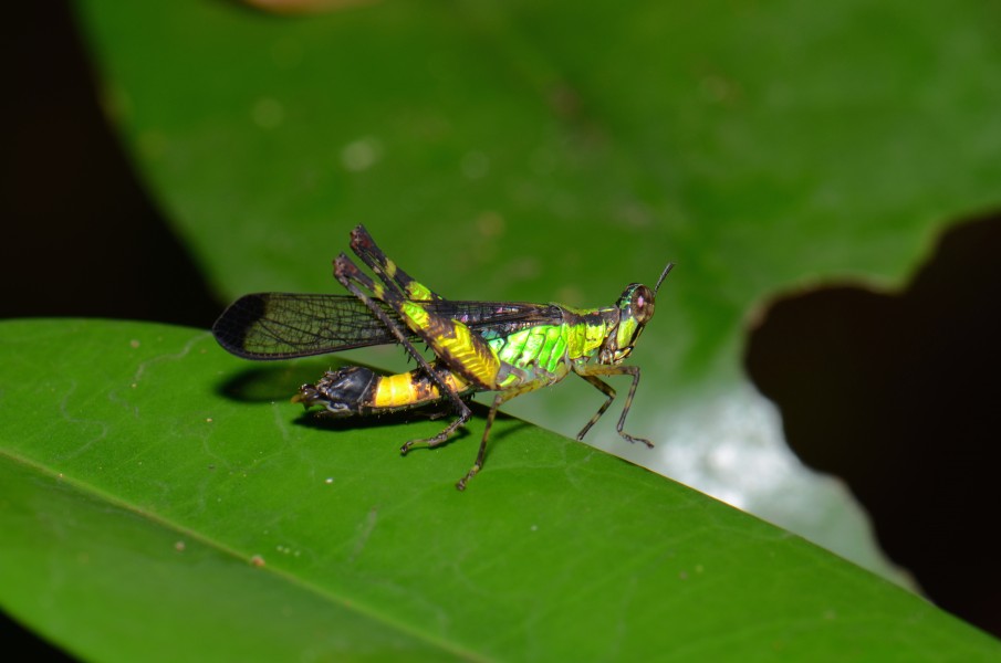 Erianthus sp. (21046395718)