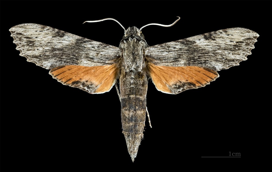 Erinnyis obscura obscura MHNT CUT 2010 0 48 Limbo Chapare Cochabamba Bolivia female dorsal