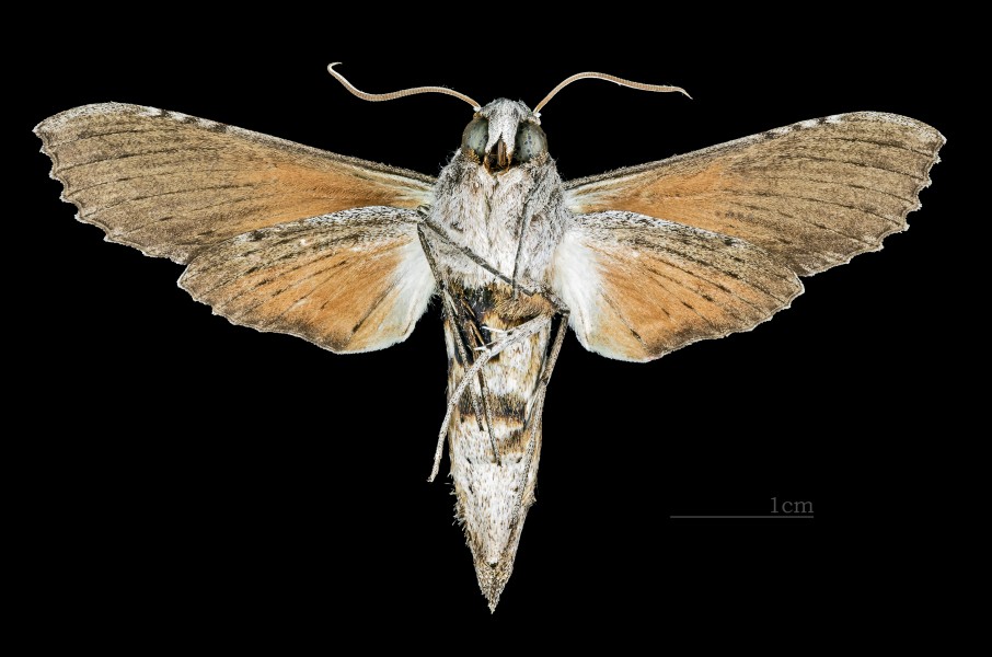 Erinnyis obscura obscura MHNT CUT 2010 0 48 Limbo Chapare Cochabamba Bolivia female ventral