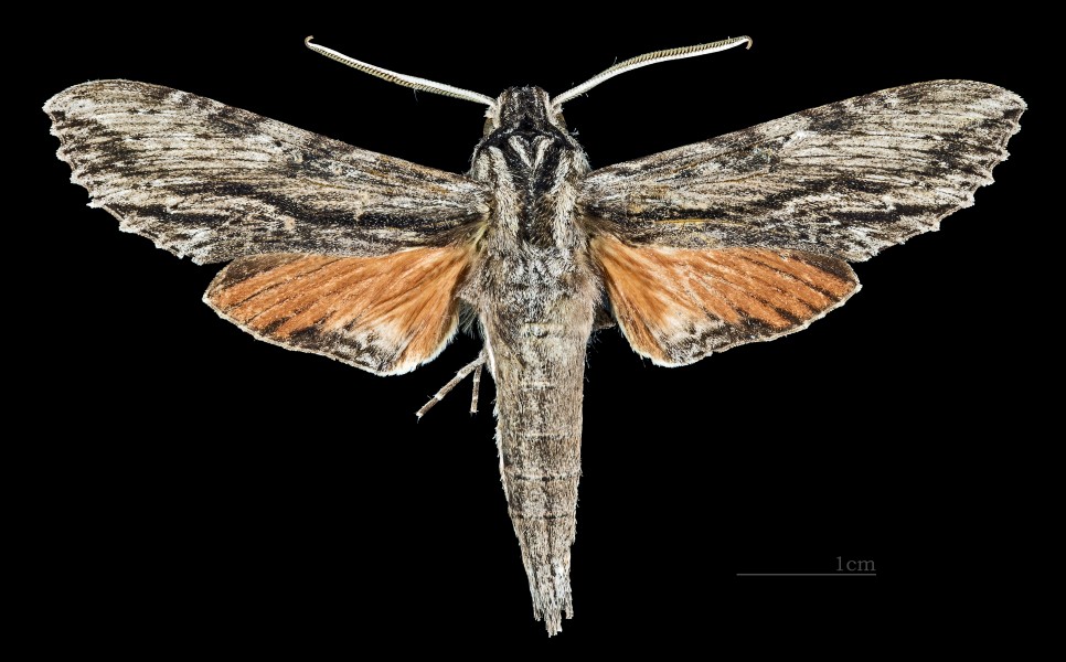 Erinnyis obscura obscura MHNT male dos
