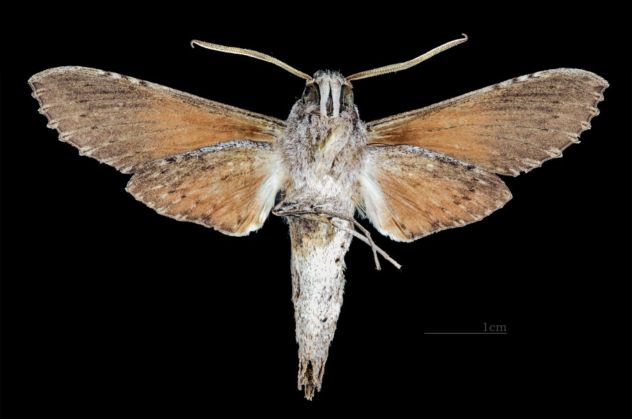 Erinnyis obscura obscura MHNT male ventre