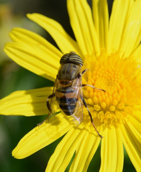 Eristalinus June 2014-1