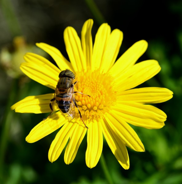 Eristalinus June 2014-1a