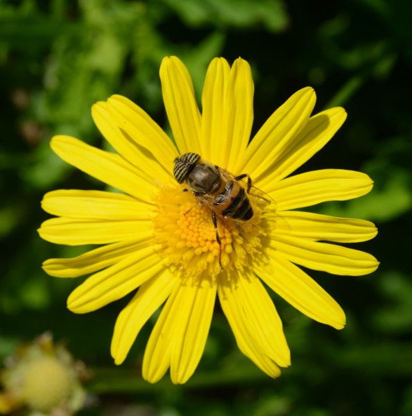 Eristalinus June 2014-2a