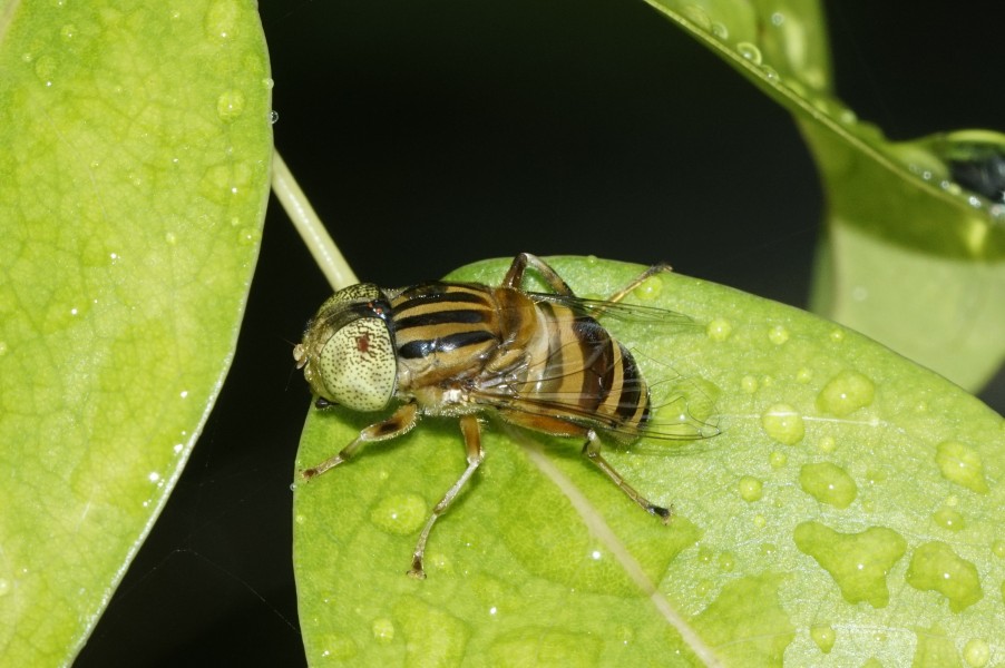 Eristalinus quinquelineatus 796