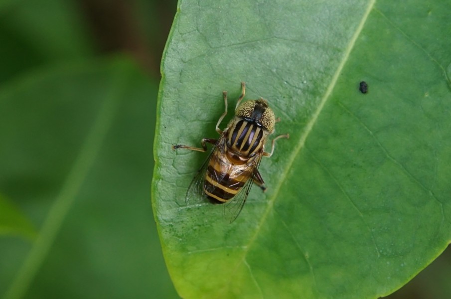 Eristalinus quinquestriatus 04530