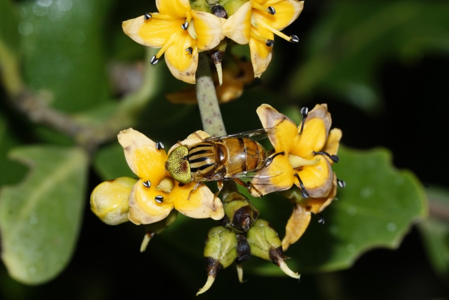 Eristalinus quinquestriatus 1783