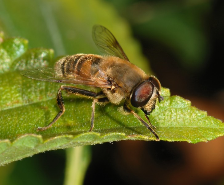 Eristalis 2007-1