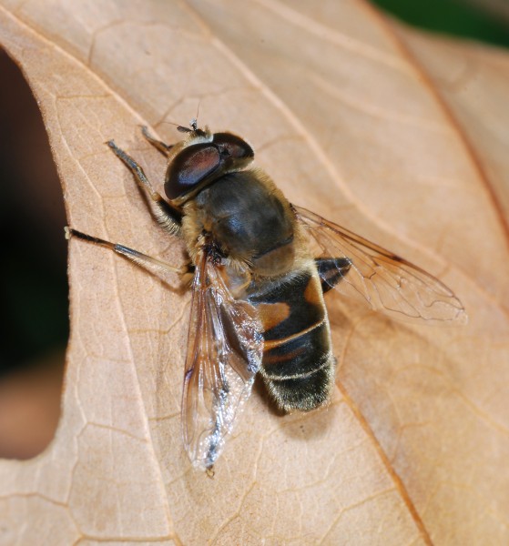 Eristalis 2007-2
