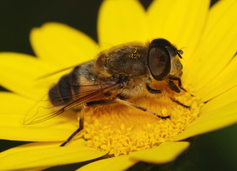 Eristalis April 2008-1