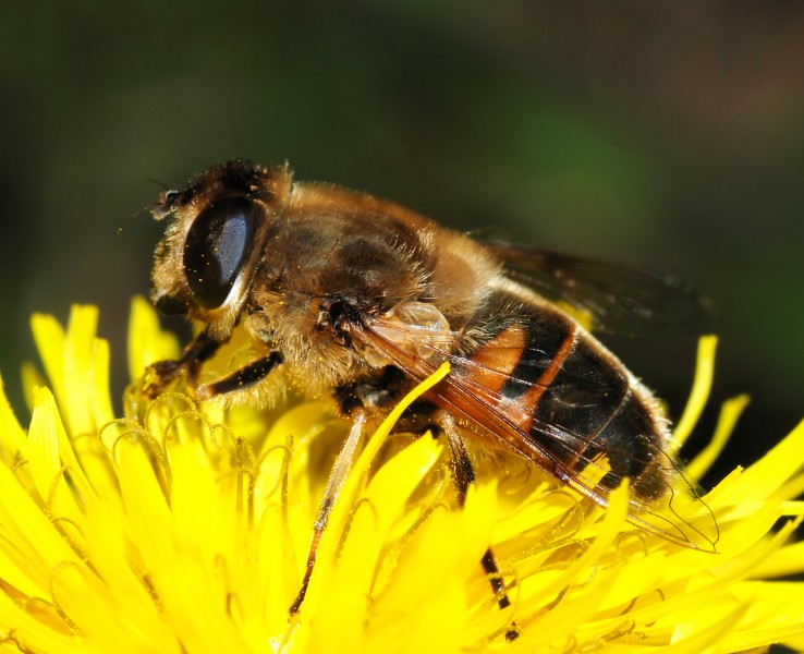 Eristalis November 2007-2