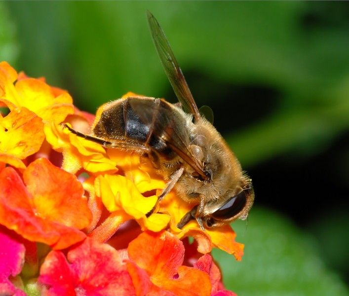 Eristalis September 2007-3a