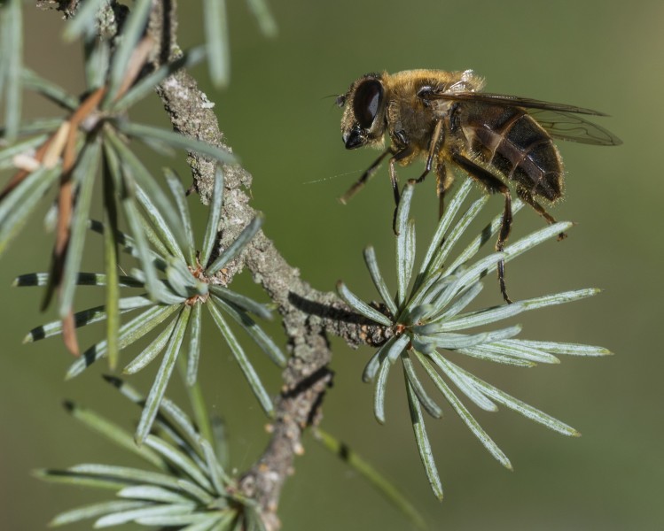 Eristalis tenax, Sète cf01