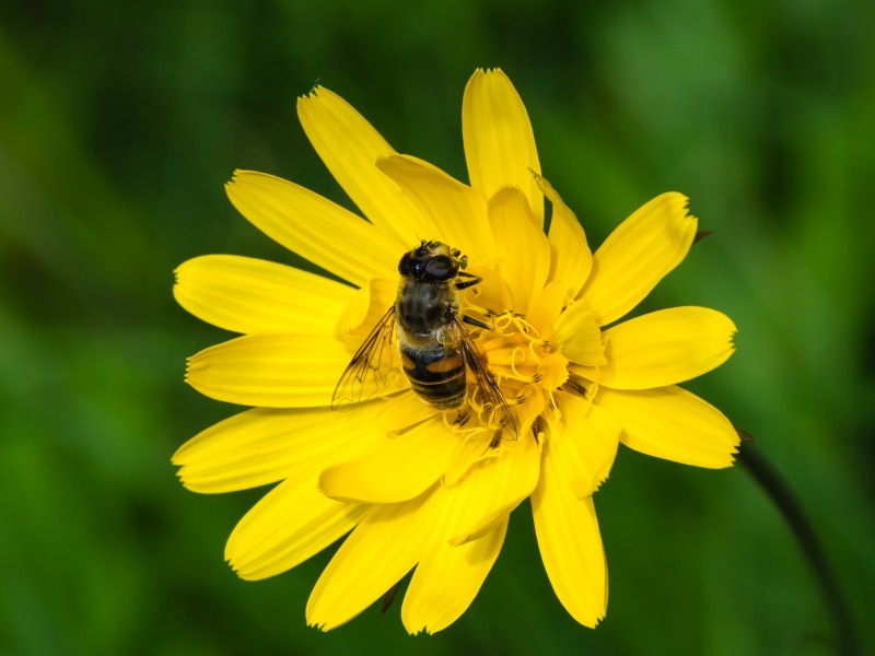 Eristalis tenax auf Tragopogon pratensis 01