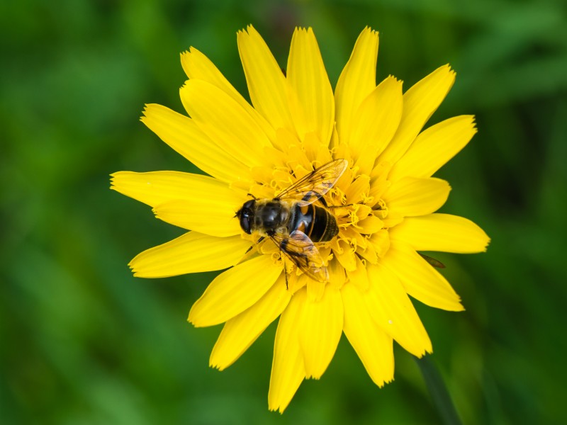 Eristalis tenax auf Tragopogon pratensis 03