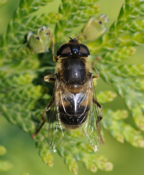 Eristalis tenax qtl2