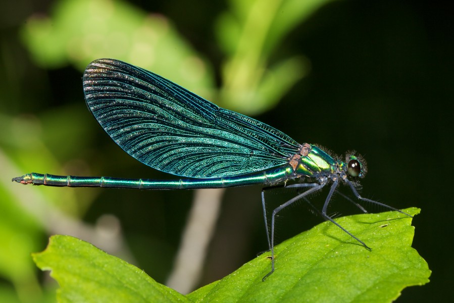 Ernst Vikne - Beautiful Demoiselle (by-sa)