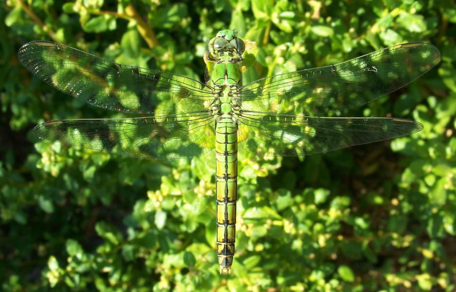 Erythemis collocata-Female-7