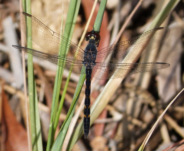 Erythrodiplax berenice. Seaside Dragonlet Immature male (38011345206)