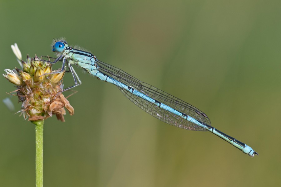 Erythromma lindenii 1