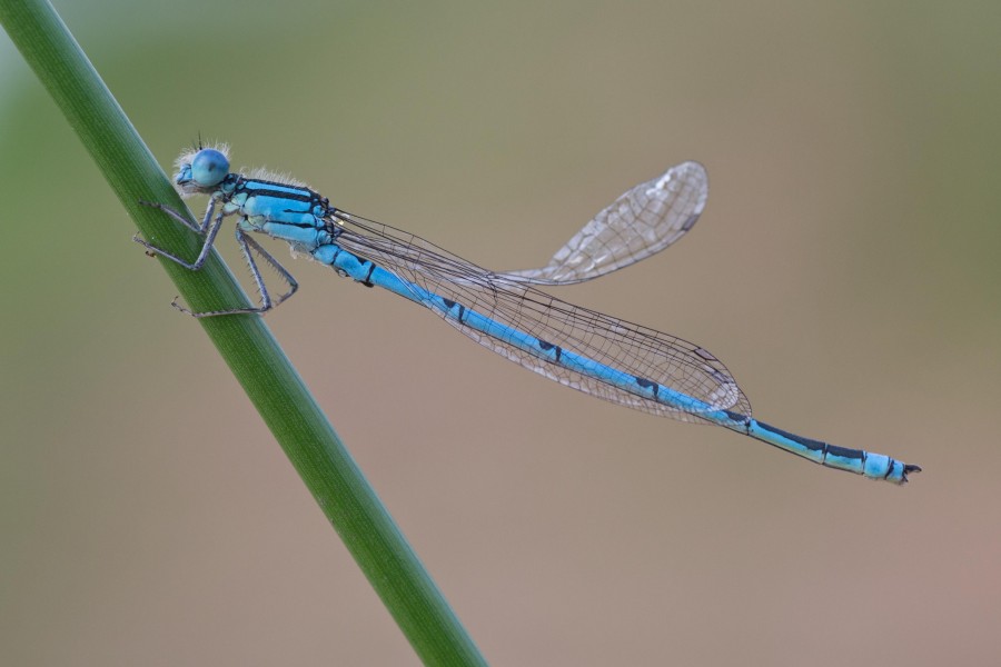 Erythromma lindenii 2